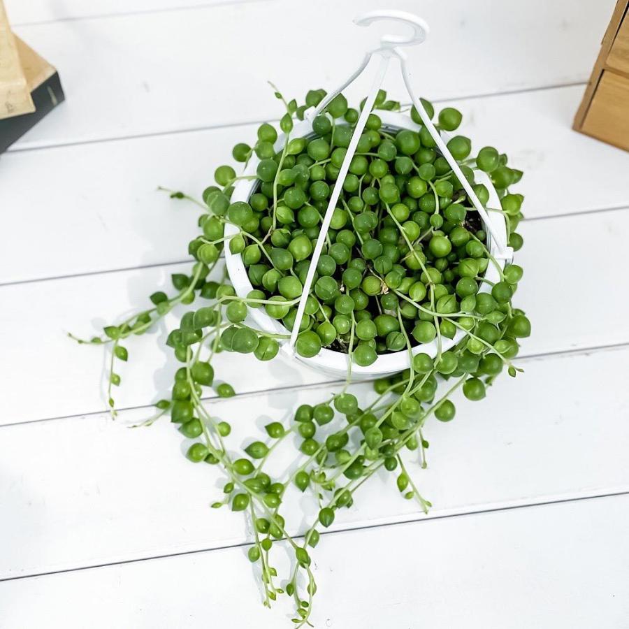 多肉植物 大玉グリーンネックレス 5号鉢 受け皿付き 育て方説明書付き Curio Rowleyanus クリオ ミドリノスズ 緑の鈴 観葉植物 プランチュ Yahoo 店 通販 Yahoo ショッピング