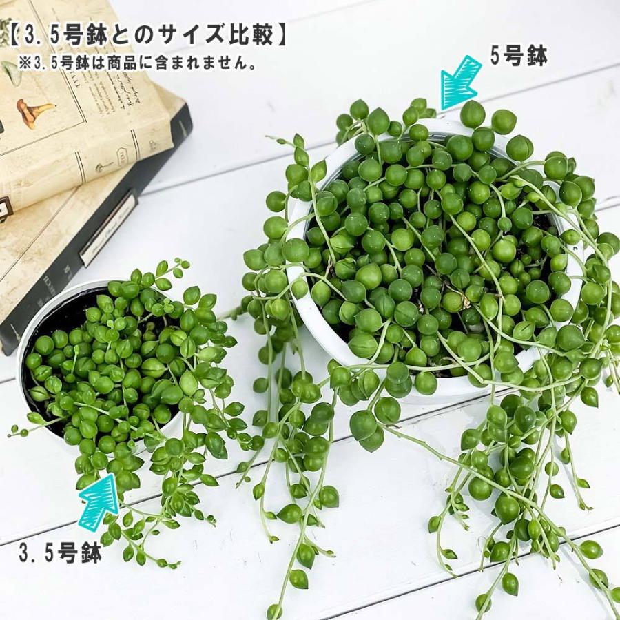 多肉植物 大玉グリーンネックレス 5号鉢 受け皿付き 育て方説明書付き Curio Rowleyanus クリオ ミドリノスズ 緑の鈴 観葉植物 プランチュ Yahoo 店 通販 Yahoo ショッピング