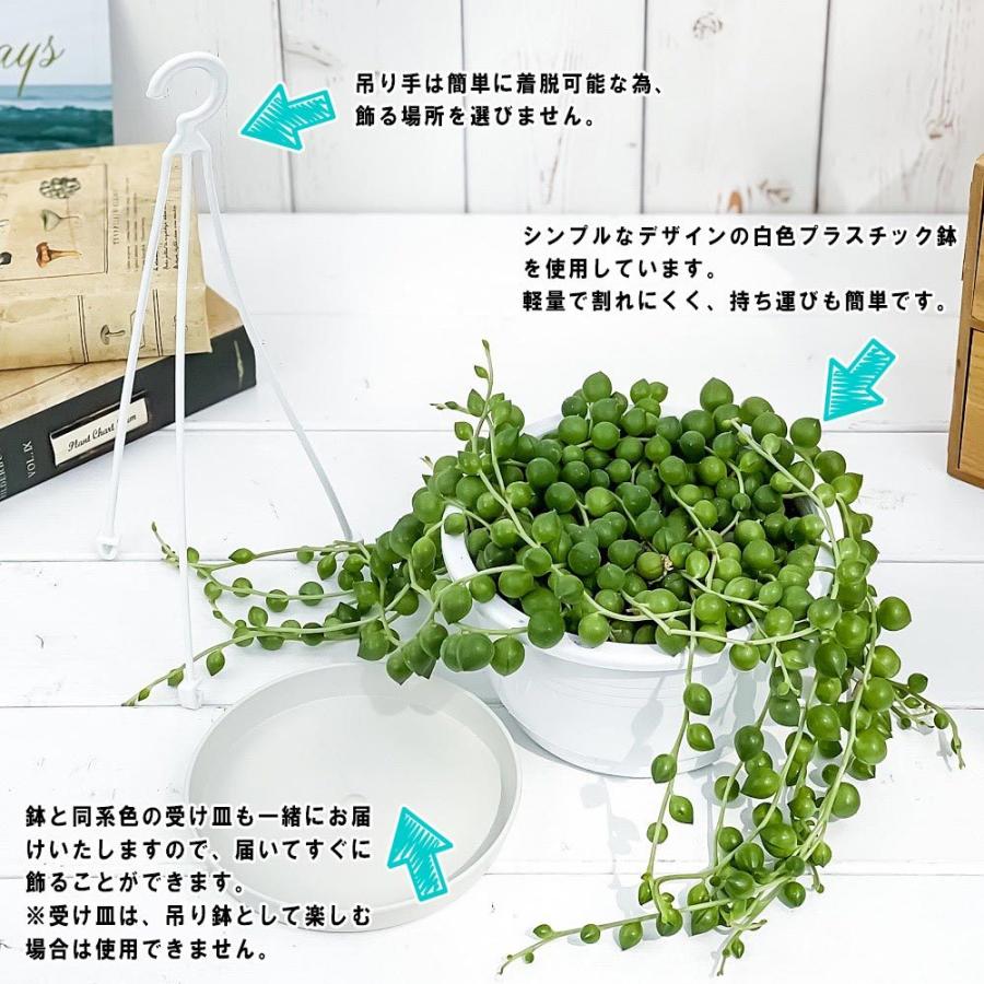 多肉植物 大玉グリーンネックレス 5号鉢 受け皿付き 育て方説明書付き Curio Rowleyanus クリオ ミドリノスズ 緑の鈴 観葉植物 プランチュ Yahoo 店 通販 Yahoo ショッピング