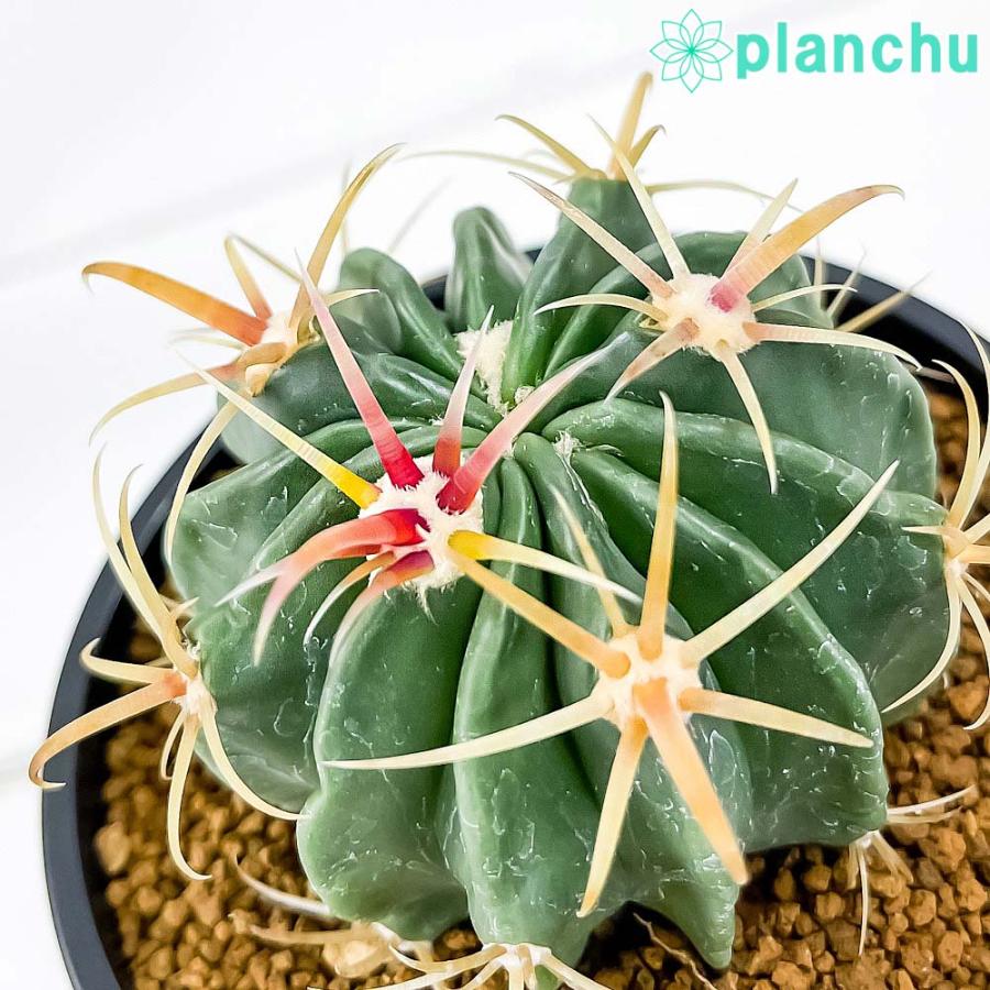 サボテン フェロカクタス 日の出丸 ひのでまる 3号鉢 受け皿付き 育て方説明書付き Ferocactus Latispinus プランチュ Yahoo 店 通販 Yahoo ショッピング