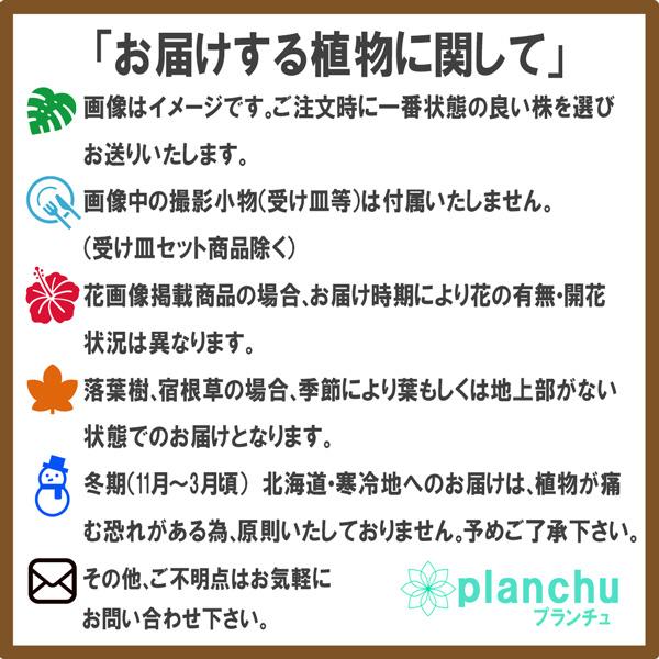 多肉植物 ルビーネックレス 3号丸鉢 受け皿付き 育て方説明書付き Othonna capensis オトンナ 紫月 しげつ 観葉植物｜planchu｜08