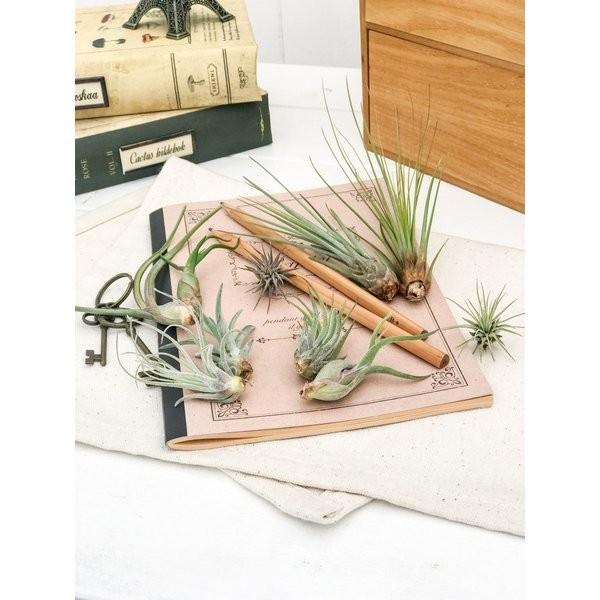 エアプランツ チランジア ブラキカウロス Ssサイズ Tillandsia エアープランツ ティランジア ブロメリア プランチュ Yahoo 店 通販 Yahoo ショッピング