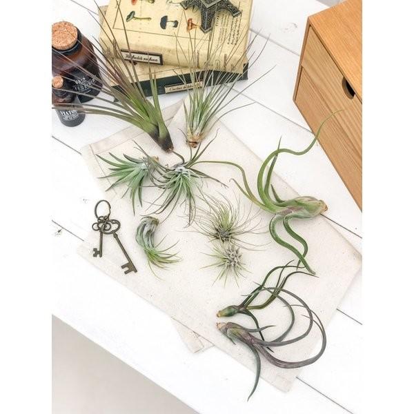 エアプランツ チランジア イオナンタ Sサイズ Tillandsia エアープランツ ティランジア ブロメリア プランチュ Yahoo 店 通販 Yahoo ショッピング