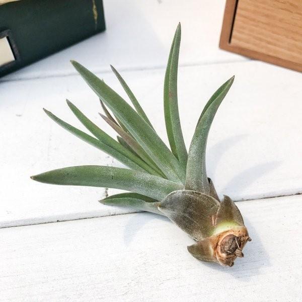 エアプランツ チランジア ブラキカウロス Sサイズ Tillandsia エアープランツ ティランジア ブロメリア プランチュ Yahoo 店 通販 Yahoo ショッピング