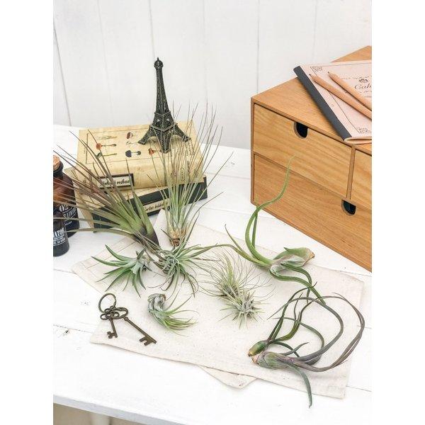 エアプランツ ティランジア ベリッキアーナ Sサイズ 育て方説明書付き Tillandsia velickiana エアープランツ チランジア｜planchu｜03