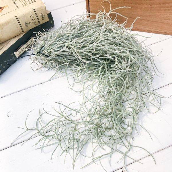 1035円 激安セール エアプランツ チランジア ウスネオイデス Lサイズ Tillandsia エアープランツ ティランジア ブロメリア