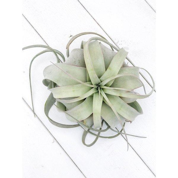 エアプランツ ティランジア キセログラフィカ Mサイズ 1株 育て方説明書付き Tillandsia Xerographica エアープランツ チランジア プランチュ Yahoo 店 通販 Yahoo ショッピング