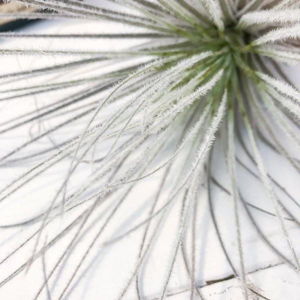 送料無料 エアプランツ チランジア テクトラム ペルー Tillandsia エアープランツ ティランジア ブロメリア 希少 Amdissmedia Net