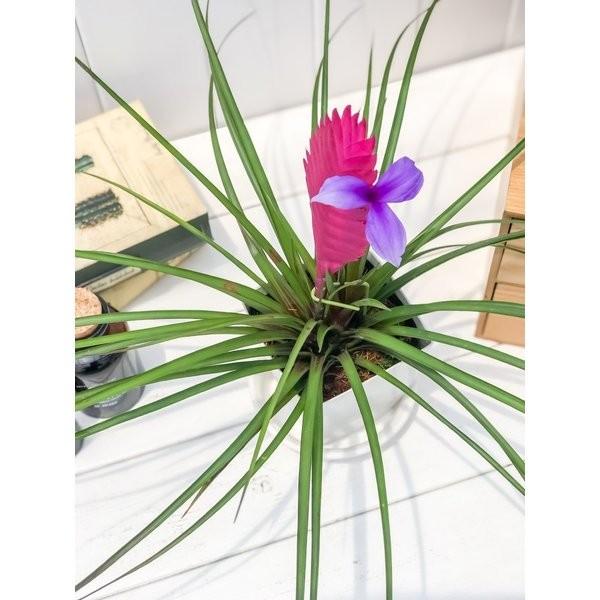 観葉植物 ブロメリア ワリシア キアネア 開花終了株 4号鉢 受け皿付き 育て方説明書付き Wallisia Cyanea Tillandsia エアプランツ ティランジア チランジア プランチュ Yahoo 店 通販 Yahoo ショッピング