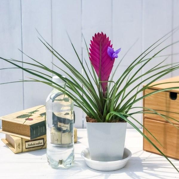 観葉植物 ブロメリア ワリシア キアネア 開花終了株 4号鉢 受け皿付き 育て方説明書付き Wallisia Cyanea Tillandsia エアプランツ ティランジア チランジア プランチュ Yahoo 店 通販 Yahoo ショッピング