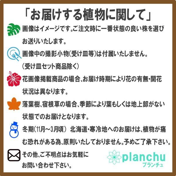 観葉植物 ブロメリア ワリシア キアネア 開花終了株 4号鉢 受け皿付き 育て方説明書付き Wallisia Cyanea Tillandsia エアプランツ ティランジア チランジア プランチュ Yahoo 店 通販 Yahoo ショッピング