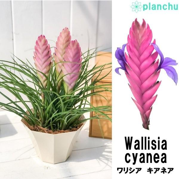 エアプランツ チランジア キアネア 5号鉢 開花終了株 Wallisia Cyanea Tillandsia エアープランツ ティランジア ブロメリア ワリシア プランチュ Yahoo 店 通販 Yahoo ショッピング