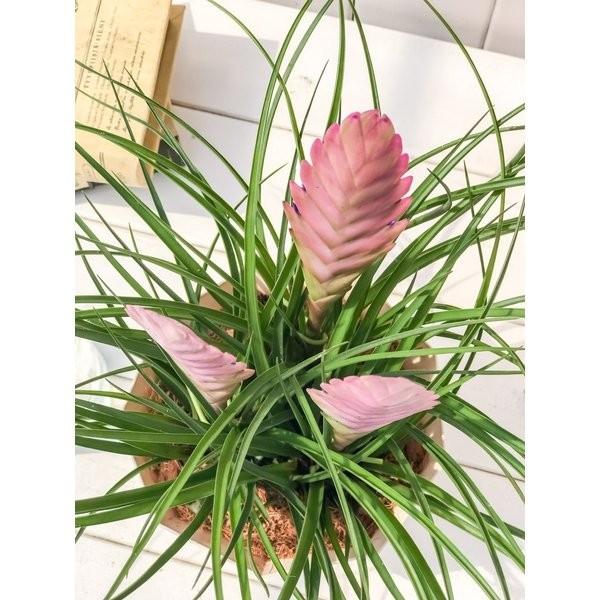 エアプランツ チランジア キアネア 5号鉢 開花終了株 Wallisia Cyanea Tillandsia エアープランツ ティランジア ブロメリア ワリシア プランチュ Yahoo 店 通販 Yahoo ショッピング