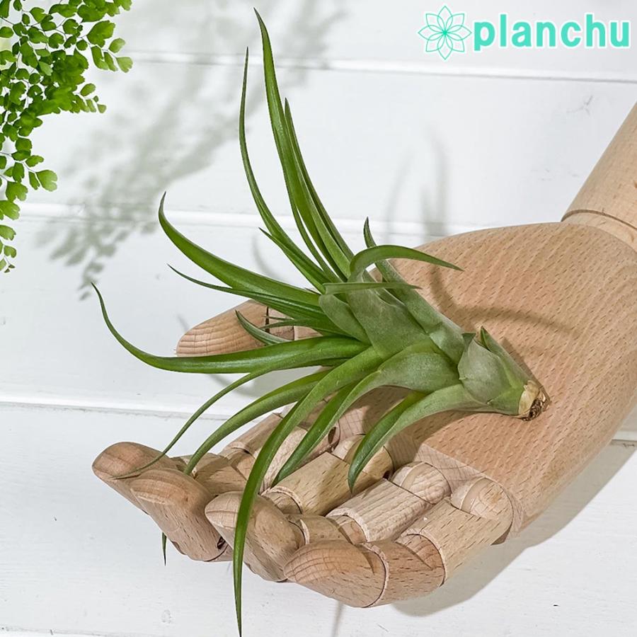 エアプランツ ティランジア カピタータ Sサイズ 育て方説明書付き Tillandsia Capitata エアープランツ チランジア 国内即発送