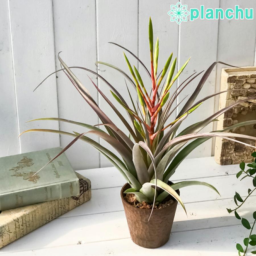 エアプランツ チランジア セントレア スカイリーフ 4号鉢 開花株 Tillandsia エアープランツ ティランジア ブロメリア プランチュ Yahoo 店 通販 Yahoo ショッピング