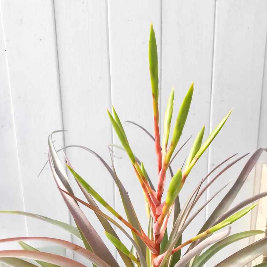 チランジア セントレア スカイリーフ 自家産子株 終売 レア デッド