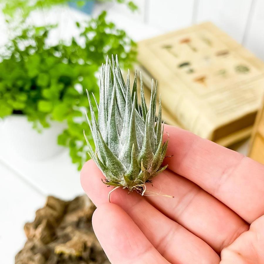 エアプランツ チランジア カウツキー 育て方説明書付き Tillandsia Kautskyi エアープランツ ティランジア ブロメリア 希少 レア 珍しい プランチュ Yahoo 店 通販 Yahoo ショッピング