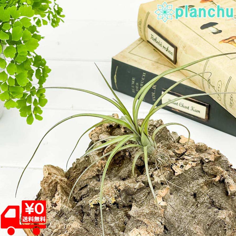 エアプランツ チランジア バルビシアーナ 1株 育て方説明書付き Tillandsia Balbisiana エアープランツ ティランジア ブロメリア プランチュ Yahoo 店 通販 Yahoo ショッピング