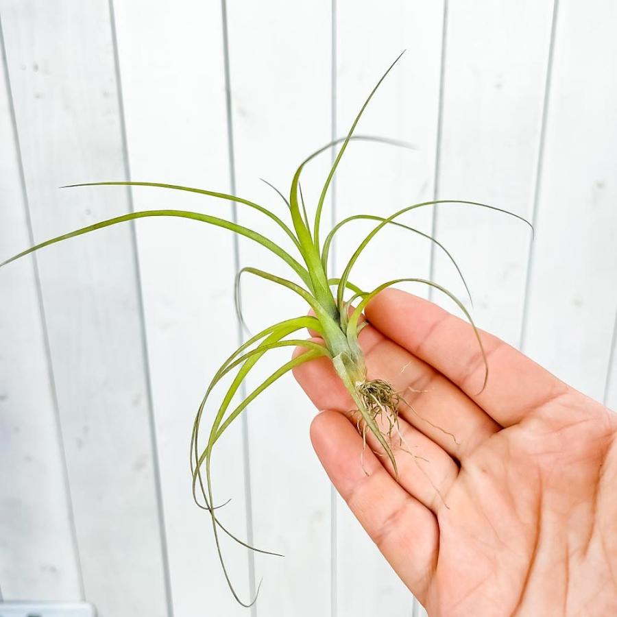 エアプランツ チランジア バルビシアーナ 1株 育て方説明書付き Tillandsia Balbisiana エアープランツ ティランジア ブロメリア プランチュ Yahoo 店 通販 Yahoo ショッピング