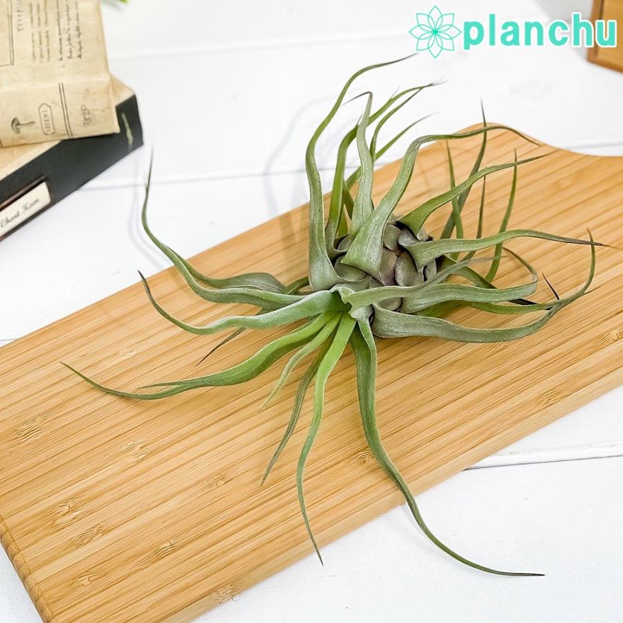 エアプランツ ティランジア ストレプトフィラ Mサイズ 育て方説明書付き Tillandsia Streptophylla エアープランツ チランジア プランチュ Yahoo 店 通販 Yahoo ショッピング