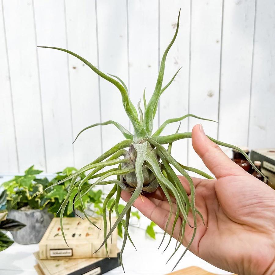 エアプランツ ティランジア ストレプトフィラ Mサイズ 育て方説明書付き Tillandsia Streptophylla エアープランツ チランジア プランチュ Yahoo 店 通販 Yahoo ショッピング