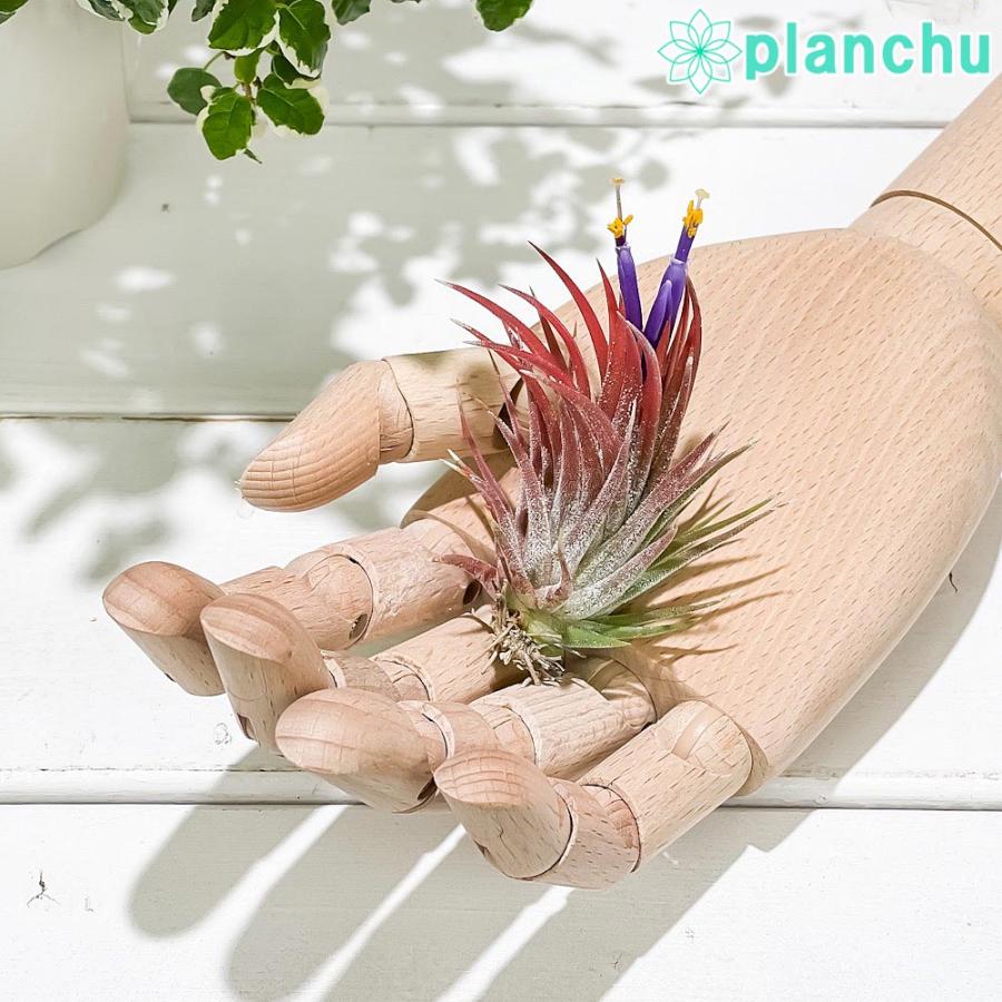 エアプランツ ティランジア イオナンタ エボリューション 1株 育て方説明書付き Tillandsia ionantha cv. エアープランツ  チランジア :500179:プランチュ Yahoo!店 - 通販 - Yahoo!ショッピング