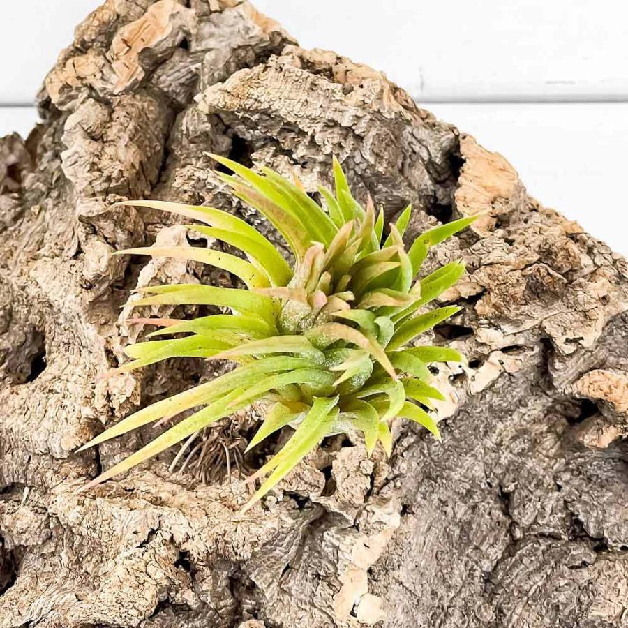 エアプランツ ティランジア イオナンタ エボリューション 1株 育て方説明書付き Tillandsia Ionantha Cv エアープランツ チランジア プランチュ Yahoo 店 通販 Yahoo ショッピング