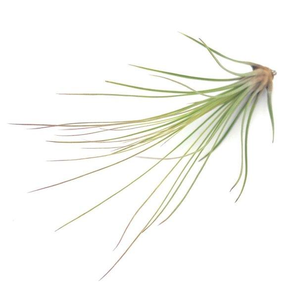 メール便発送 エアプランツ ティランジア ジュンシフォリア SSサイズ 育て方説明書付き Tillandsia juncifolia エアープランツ チランジア｜planchu｜02