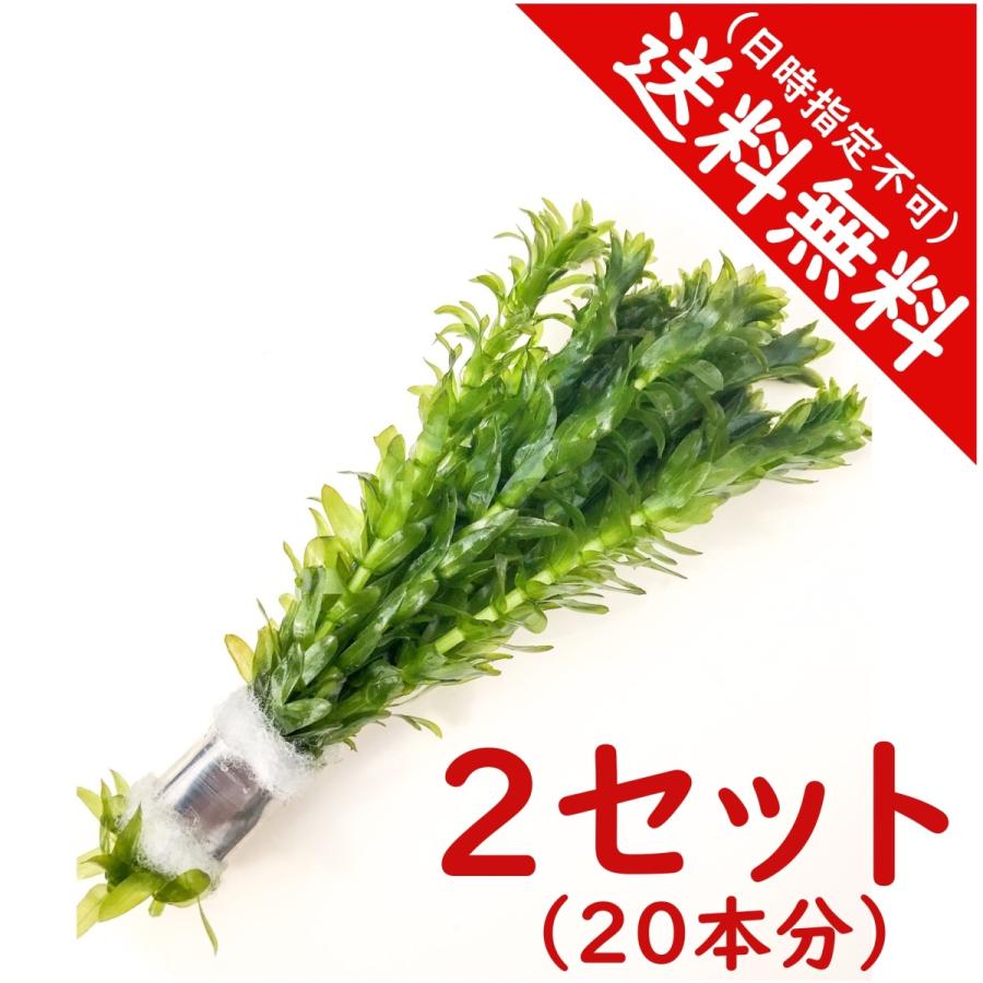 水草 アナカリス 本 国産 メダカに 金魚に 熱帯魚に メール便 プランチュ Yahoo 店 通販 Yahoo ショッピング