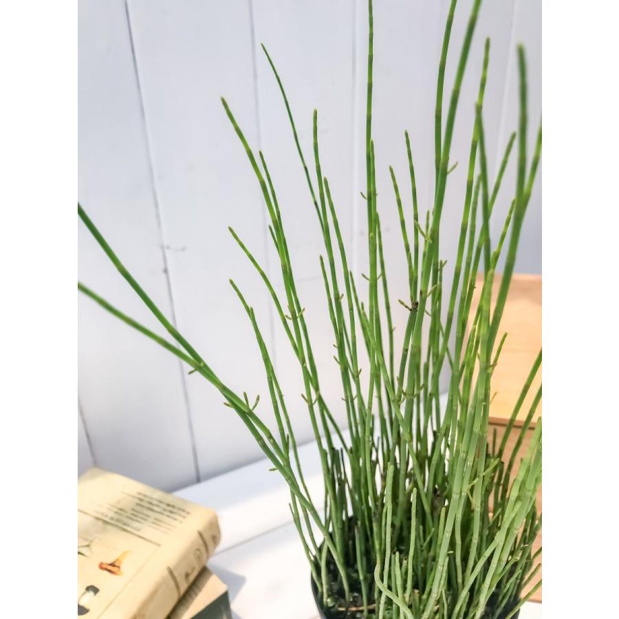 水辺植物 ミズトクサ 4号鉢 水砥草 水木賊 ビオトープ 山野草 シダ植物 プランチュ Yahoo 店 通販 Yahoo ショッピング