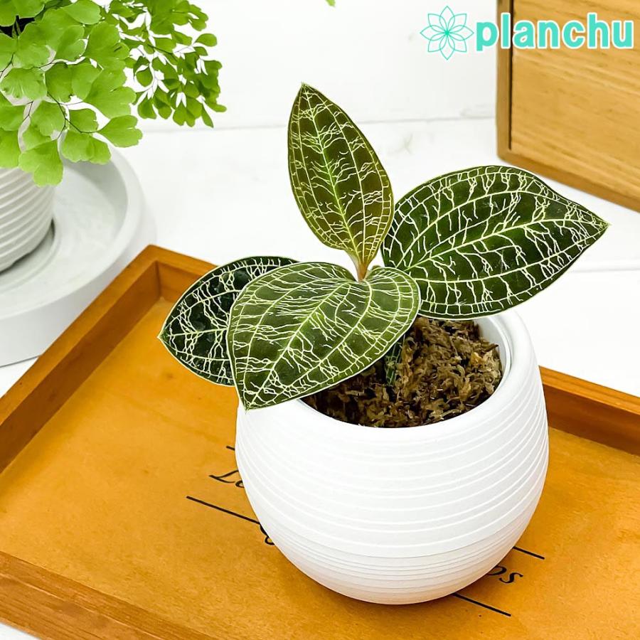 ジュエルオーキッド マコデス ペトラ 3号丸鉢 育て方説明書付き Macodes Petola 宝石蘭 ナンバンカモメラン 観葉植物 プランチュ Yahoo 店 通販 Yahoo ショッピング