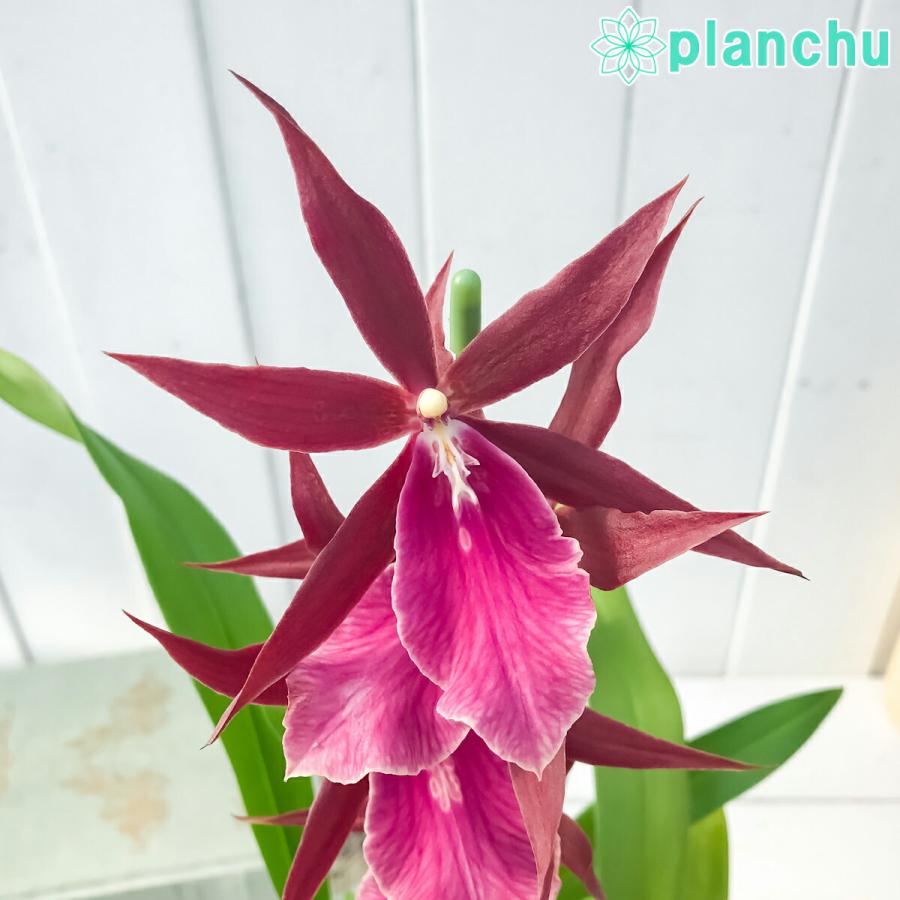 洋ラン ミルタシア ロイヤルローブ 3 5号鉢 開花終了株 珍しい 希少種 かっこいい ミルトニア ブラッシア ローヤルローブ Miltassia Royal Robe プランチュ Yahoo 店 通販 Yahoo ショッピング