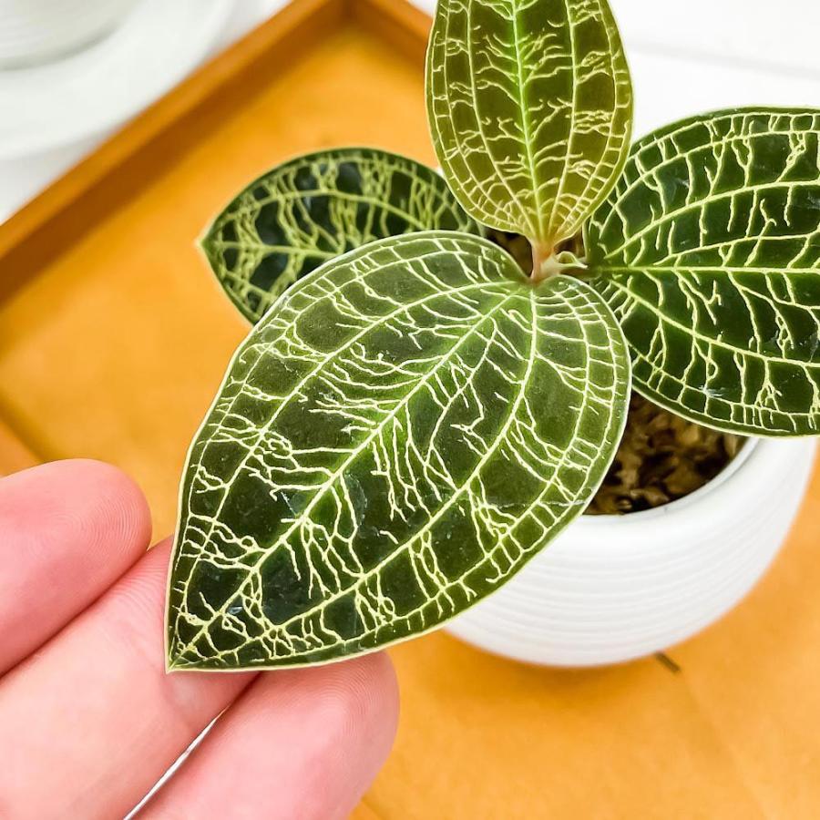 ジュエルオーキッド マコデス ペトラ 3号丸鉢 3鉢セット 育て方説明書付き Macodes Petola 宝石蘭 ナンバンカモメラン 観葉植物 プランチュ Yahoo 店 通販 Yahoo ショッピング