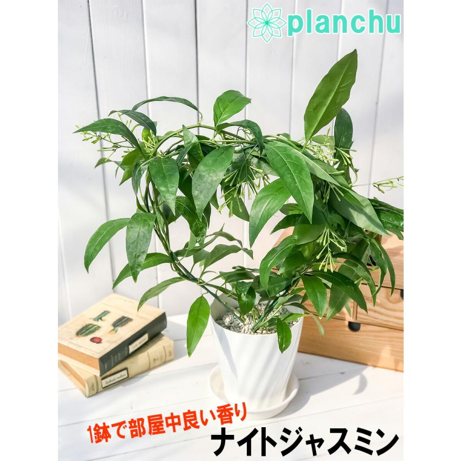 鉢花 ナイトジャスミン アーチ仕立て 5号鉢 夜香木 ヤコウボク Cestrum Nocturnum プランチュ Yahoo 店 通販 Yahoo ショッピング