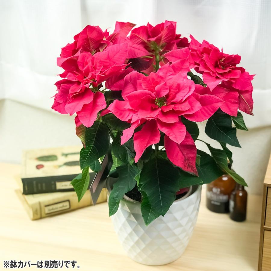 鉢花 サントリー プリンセチア オペラ 4号鉢 底面吸水鉢タイプ ポインセチア ユーフォルビア クリスマス プランチュ Yahoo 店 通販 Yahoo ショッピング
