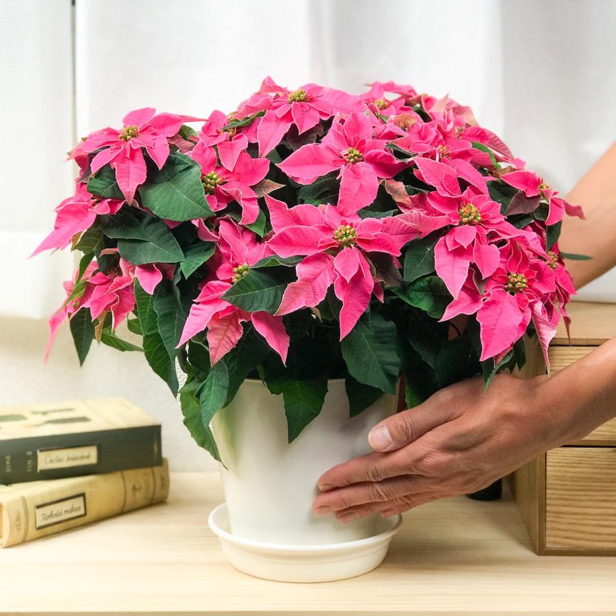 鉢花 サントリー プリンセチア ホットピンク 5号鉢 ポインセチア ユーフォルビア クリスマス プランチュ Yahoo 店 通販 Yahoo ショッピング