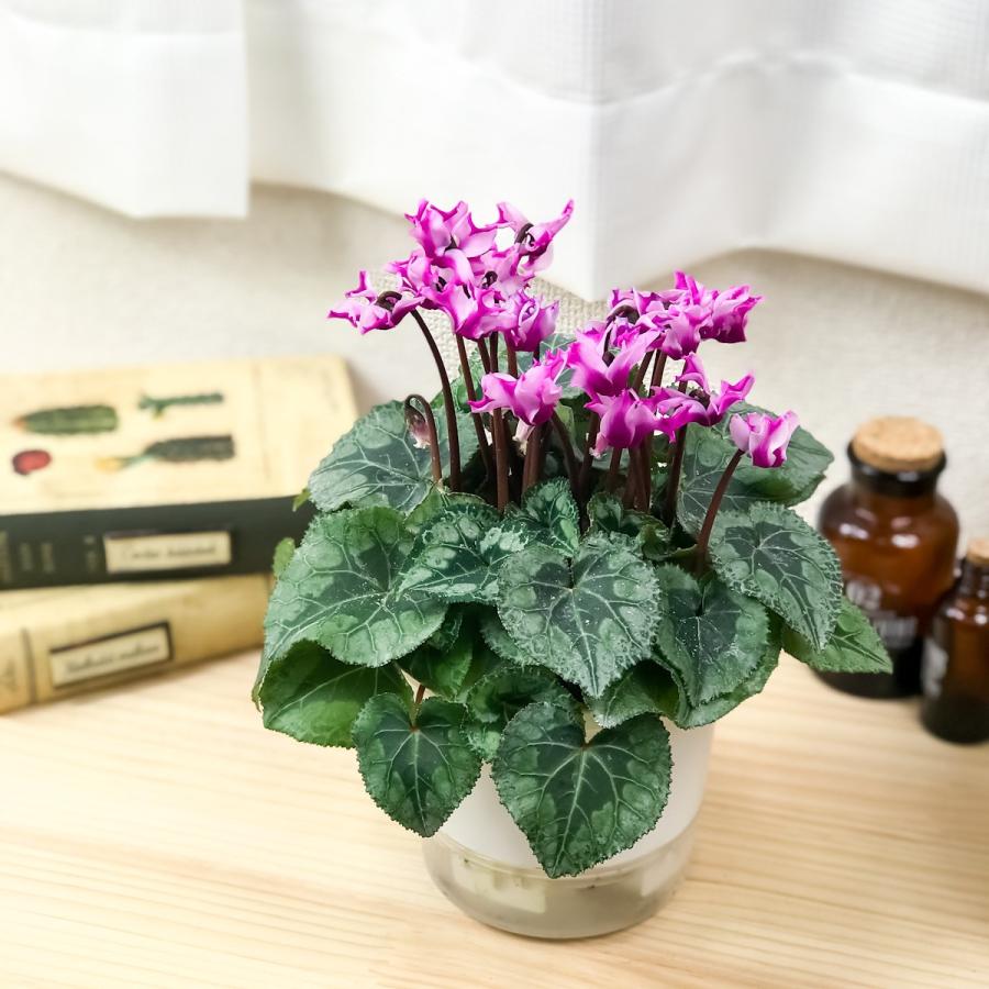 鉢花 シクラメン メティス オリガミ 4号鉢 底面吸水鉢タイプ ミニシクラメン おりがみ 折り紙 折紙 プランチュ Yahoo 店 通販 Yahoo ショッピング