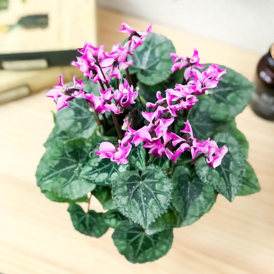 鉢花 シクラメン メティス オリガミ 4号鉢 底面吸水鉢タイプ ミニシクラメン おりがみ 折り紙 折紙 プランチュ Yahoo 店 通販 Yahoo ショッピング