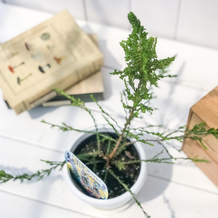 ハーブ 虫除け植物 モスキートブロッカー 4号鉢 Leptospermum Liversidgei プランチュ Yahoo 店 通販 Yahoo ショッピング