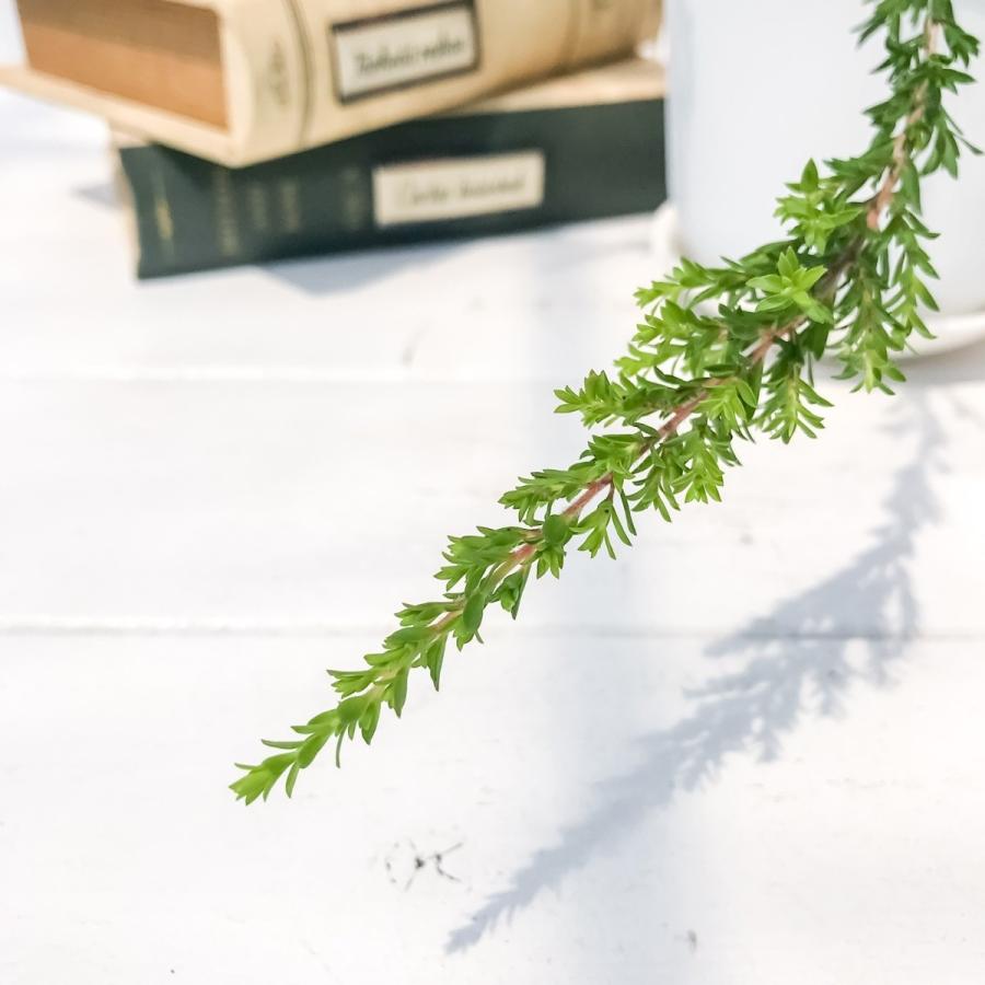 ハーブ 虫除け植物 モスキートブロッカー 4号鉢 Leptospermum Liversidgei プランチュ Yahoo 店 通販 Yahoo ショッピング