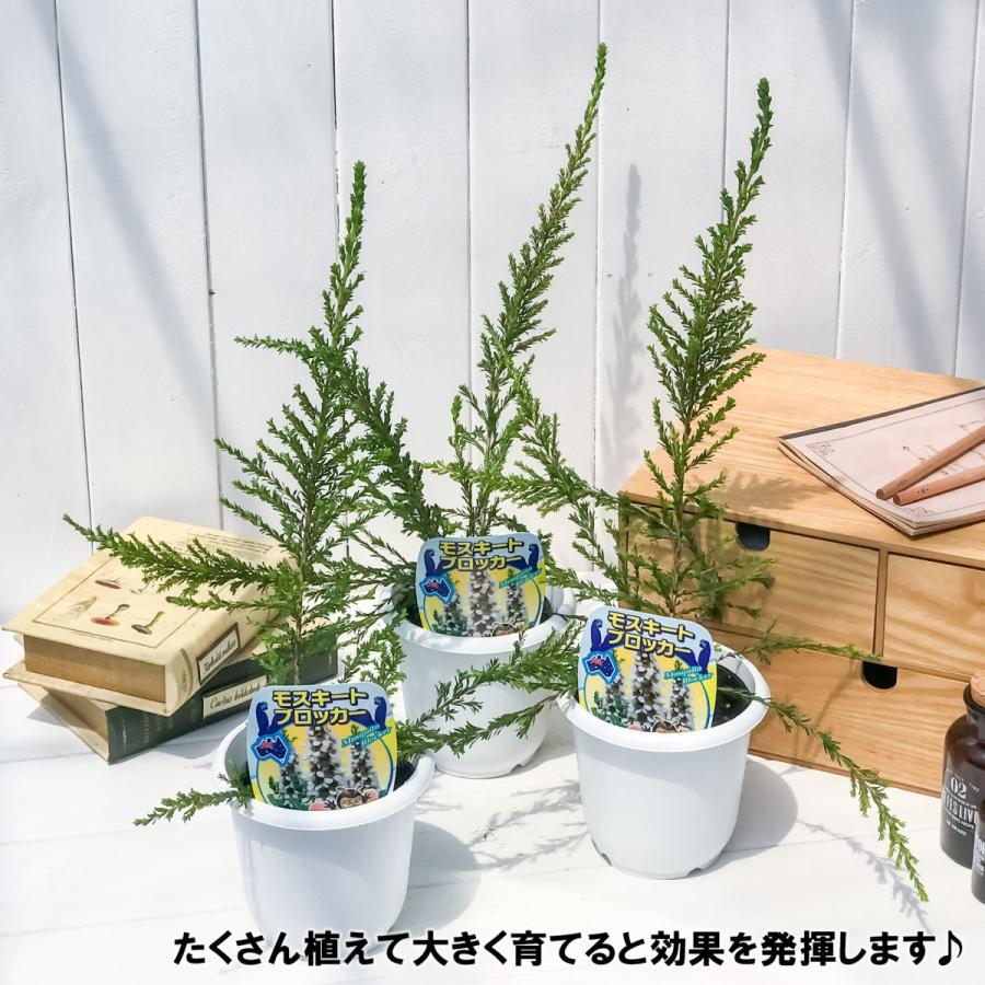 ハーブ 虫除け植物 モスキートブロッカー 4号鉢 Leptospermum Liversidgei プランチュ Yahoo 店 通販 Yahoo ショッピング