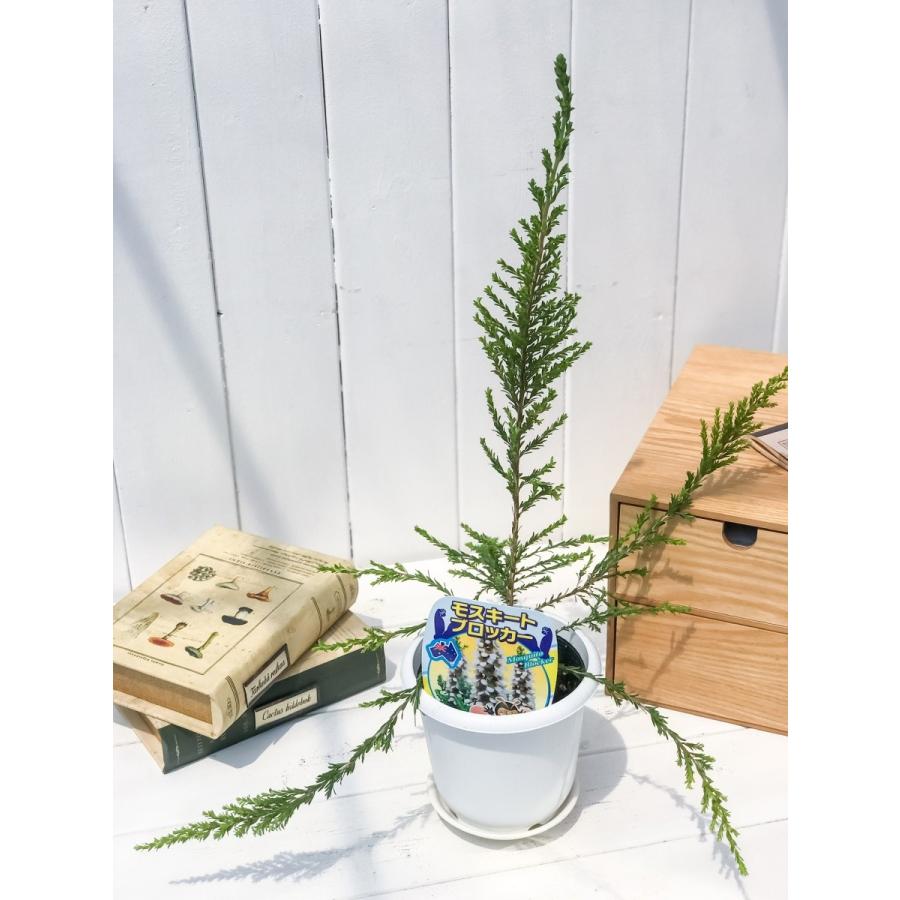 ハーブ 虫除け植物 モスキートブロッカー 4号鉢 お買い得2鉢セット Leptospermum Liversidgei プランチュ Yahoo 店 通販 Yahoo ショッピング