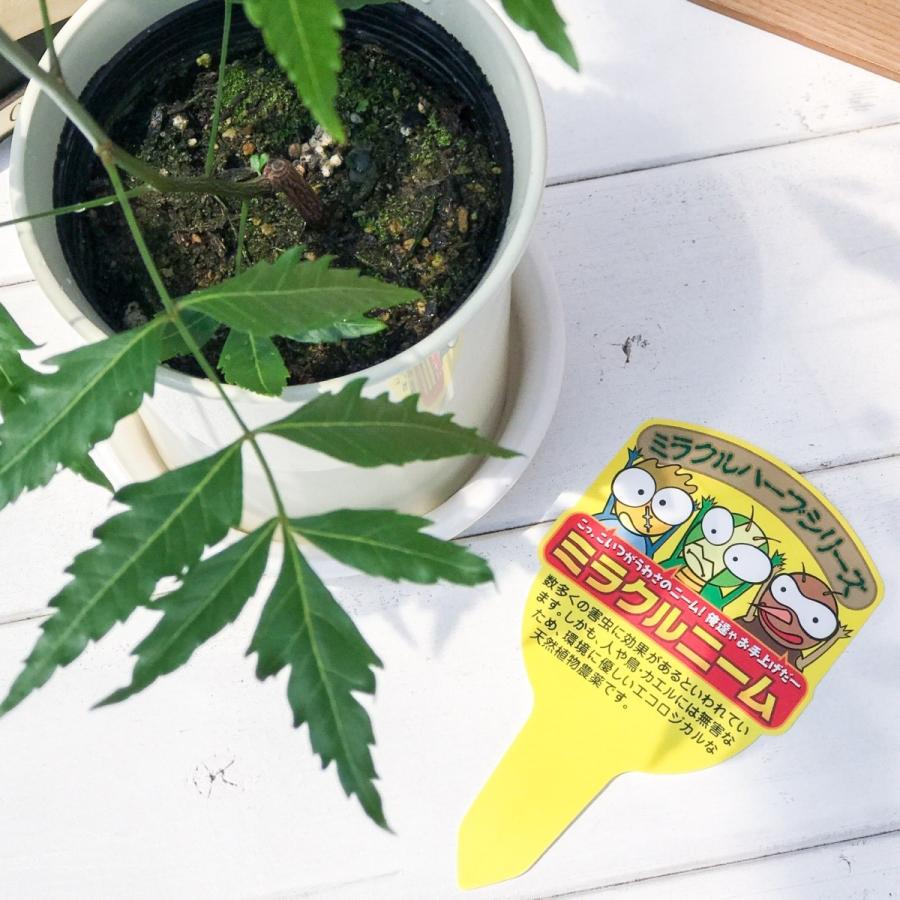 ハーブ 虫除け植物 ミラクルニーム モスキートブロッカー お買い得2種セット プランチュ Yahoo 店 通販 Yahoo ショッピング