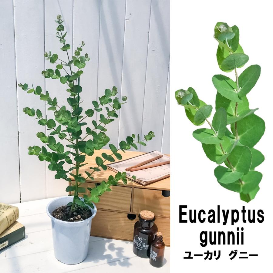 ハーブ ユーカリ グニー 4号鉢 Eucalyptus Gunnii プランチュ Yahoo 店 通販 Yahoo ショッピング