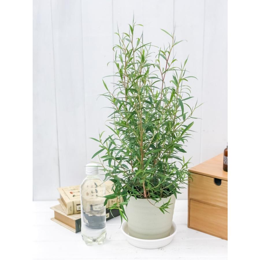 ハーブ レプトスペルマム レモンティーツリー 5号鉢 Leptospermum Petersonii オージープランツ プランチュ Yahoo 店 通販 Yahoo ショッピング