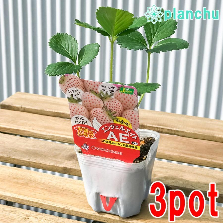 野菜苗 イチゴ 天使のいちご エンジェルエイト 3号ポット 3ポットセット 果物 果菜苗 イチゴ苗 いちご苗 いちご プランチュ Yahoo 店 通販 Yahoo ショッピング