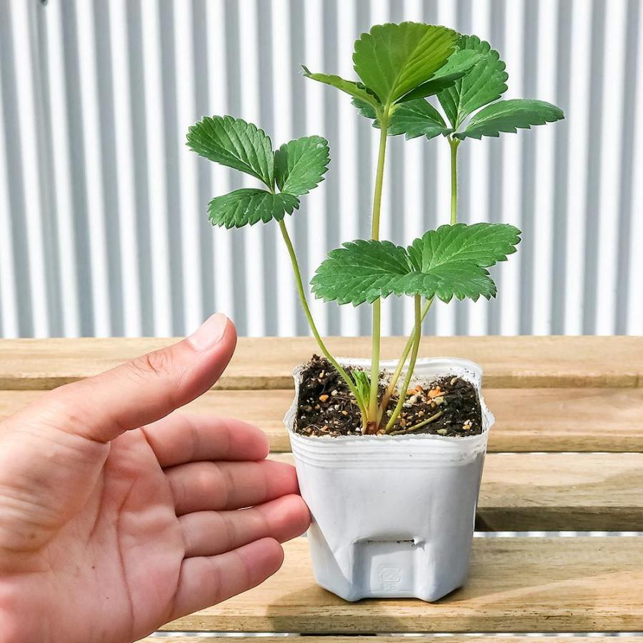 野菜苗 イチゴ 天使のいちご エンジェルエイト 3号ポット ケース売り 24ポットセット 果物 果菜苗 イチゴ苗 いちご苗 いちご プランチュ Yahoo 店 通販 Yahoo ショッピング