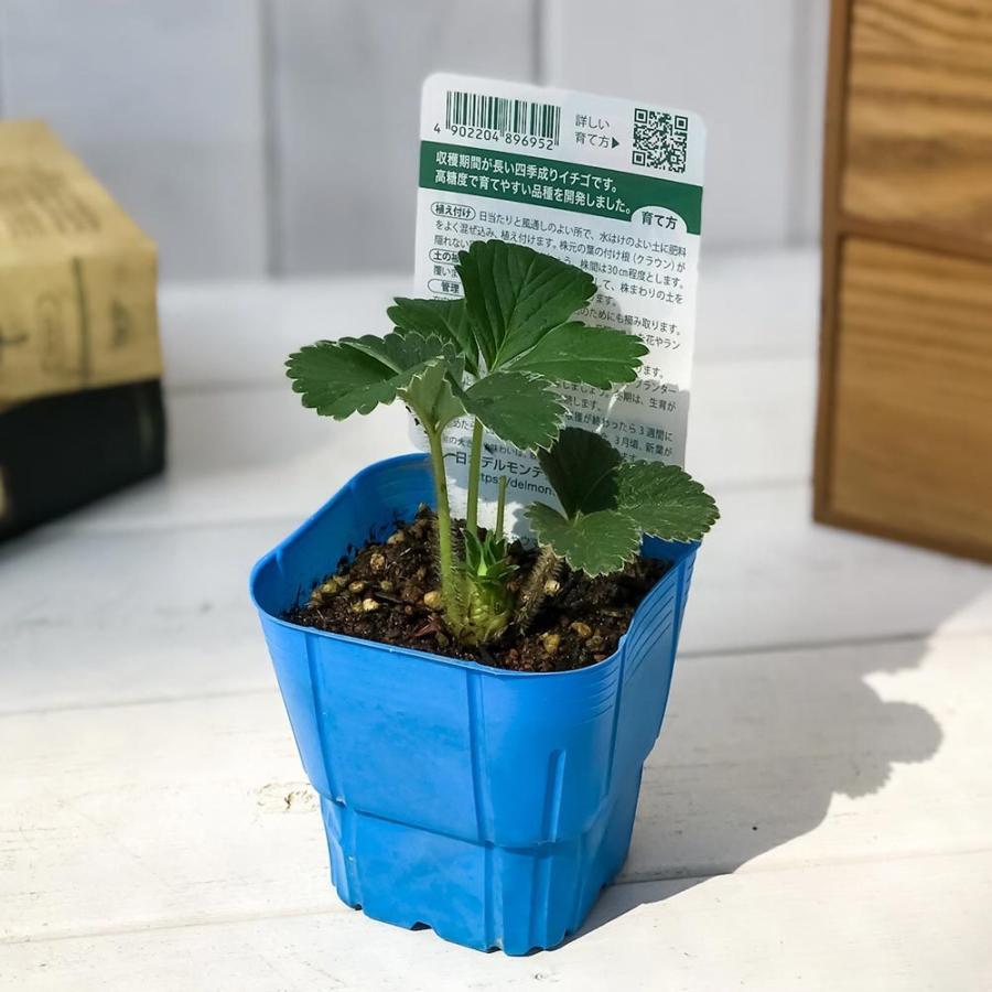 野菜苗 デルモンテ イチゴ めちゃウマッ いちご 3号ポット 3ポットセット 果物 果菜苗 イチゴ苗 いちご苗 いちご プランチュ Yahoo 店 通販 Yahoo ショッピング
