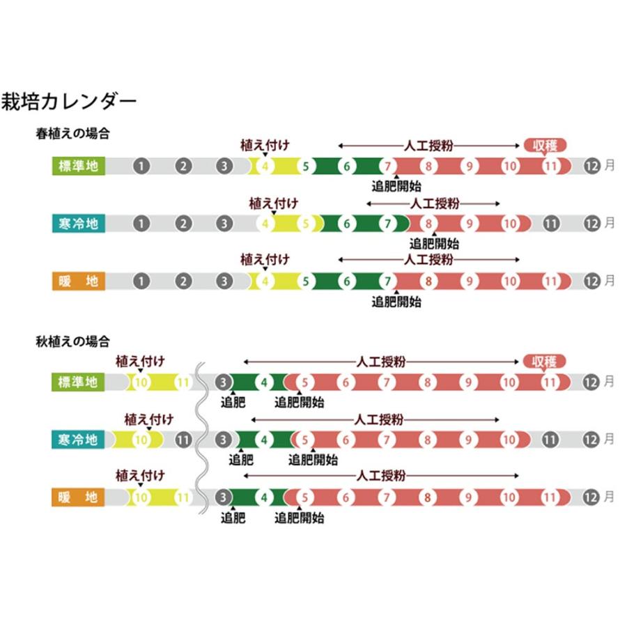 野菜苗 デルモンテ イチゴ苗 めちゃデカッ！いちご 3号ポット 3ポットセット 果物 果菜苗 いちご苗 いちご｜planchu｜05