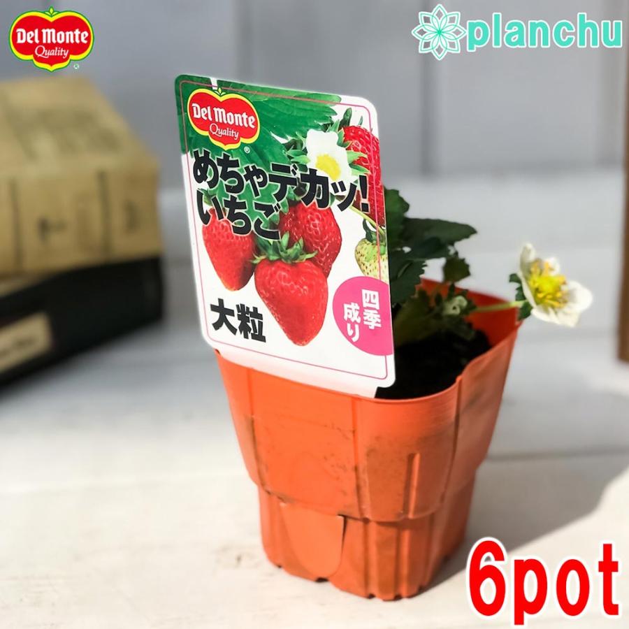 野菜苗 デルモンテ イチゴ めちゃデカッ いちご 3号ポット 6ポットセット 果物 果菜苗 イチゴ苗 いちご苗 いちご プランチュ Yahoo 店 通販 Yahoo ショッピング